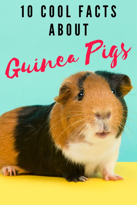 Want to learn more about these super cute and popular pets? Here are 10 cool facts about guinea pigs you will love and want to share. How To Take Care Of Guinea Pigs, Guinea Pig Breeds, Guinea Pig Information, Guinnea Pig, Pig Habitat, Pig Facts, Guinea Pig Breeding, Diy Guinea Pig Cage, Pig Care