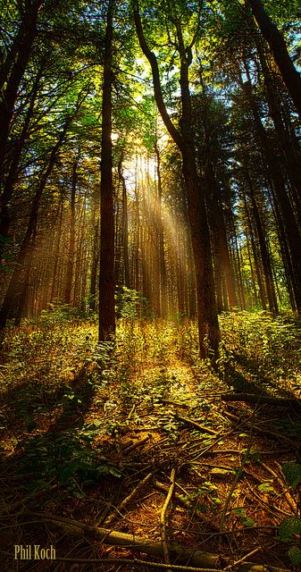 The Pines Autumn Nostalgia, 숲 사진, Green Vibes, Summer Forest, Scenic Pictures, The Pines, Wild Beauty, Light Rays, Jolie Photo