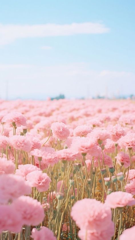 Pink Field Of Flowers, Fun Pink Wallpaper, Carnation Field, Wallpaper Spring Iphone, Pink Flower Field, Iphone Wallpaper Spring, Spring Iphone Wallpaper, Ios Setup, Girlie Aesthetic