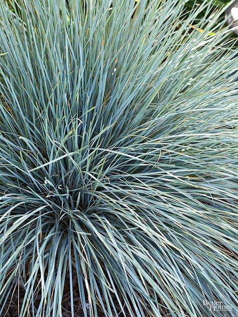 This tall grass has broad, bluish blades and grows into a large, handsome clump. ‘Canyon Prince’ is a popular selection. Name: Leymus (Elymus) condensatus Growing Conditions: Grow in full sun to full shade. Very little irrigation after established.  Size: 3-6 feet tall and wide Zones: 6–10 California Native Landscape, California Landscaping, California Native Garden, California Drought, California Plants, Pink Spring Flowers, Ornamental Grass, Drought Tolerant Landscape, California Native Plants