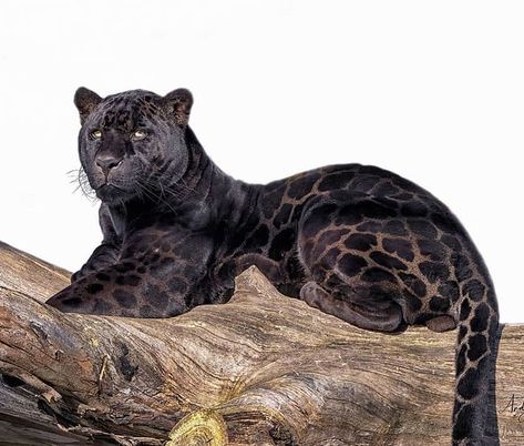 🐈ANIMALS💞 LOVER'S🐘’s Instagram post: “A beautiful image 📸 of a Black Jaguar (Melanistic Cat)🐆. . . 🐆 Caption by 🐾 @wildlife4lovers . . On closer inspection and with the light…” Black Jaguar Animal, Panther Cat, Clouded Leopard, Rare Cats, Black Jaguar, Exotic Cats, Rare Animals, Black Leopard, Big Cats