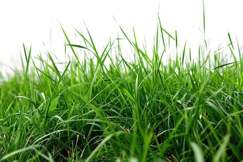 Photo isolated green grass closeup on wh... | Premium Photo #Freepik #photo Grass Close Up, Closeup Photo, Green Grass, Premium Photo, Adobe Stock, Close Up, White Background, Sports, Green