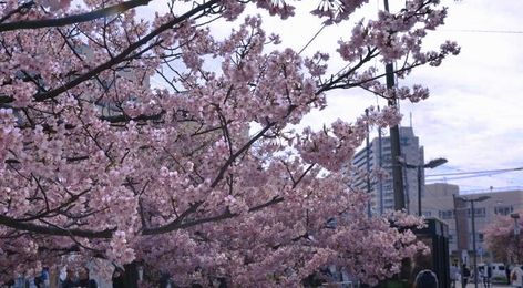 Cherry Blossom Header, Laptop Backgrounds, Sakura Tree, Tree Wallpaper, Phone Background, Aesthetic Images, Laptop Wallpaper, Twitter Header, Ipad Wallpaper