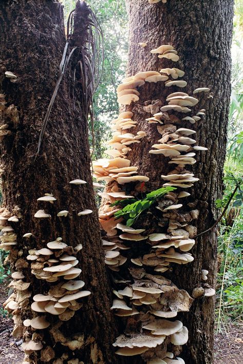 White oyster mushroom growing on cabbage tree Aspen Trees Photography, Skin Fungus, Tree Mushrooms, Plant Study, Mushroom Pictures, Plant Fungus, Mushroom Hunting, Mushroom Fungi, Tree Photography