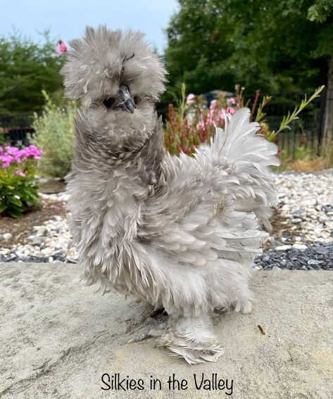 Frizzle satin silkie chickens Silkie Frizzle Chickens, Chicken Silkie, Frizzle Chickens, Silkie Hen, Bantam Chicken, Chicken Accessories, Bantam Chickens, Silkie Chickens, Life Dreams