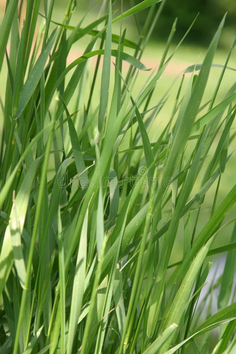 Grass Close Up, Imperata Cylindrica, Surrealism Illustration, Film Reference, Grass Photo, Garden Grass, Tin Soldier, Lightning Bug, Flora Garden