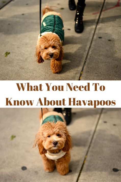 Known as the Havadoodle or Havanoodle, the Havapoo is a mix between the Havanese and the Standard Poodle. Since the Havapoo is partially Poodle, many dog enthusiasts describe them appearing teddy bear-like. They might appear small and shy, but Havapoos are quite companionable dogs. With the traits passed down from its parents, it’s no wonder why they make the perfect addition to a family-like environment. #Havapoo #Havanese #Cutedog Havanese Poodle Mix Puppies, Havapoo Haircuts, Havanese Poodle, Havapoo Puppies, Poodle Mix Puppies, Puppy Facts, Fluffy Puppy, Poodle Mix Dogs, Dog Spa