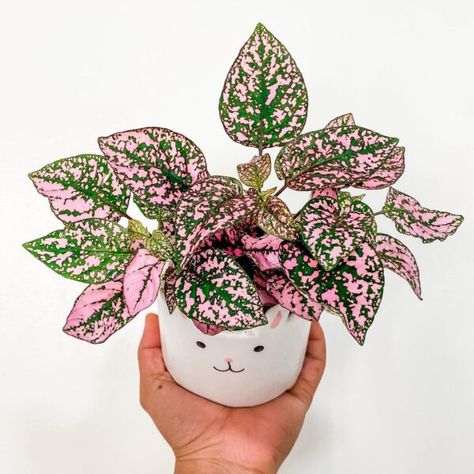 Pink Pothos, Pink Polka Dot Plant, Pink Houseplants, Polka Dot Plant, Pink Shelves, Pink Plants, Aesthetic Plant, Garden Paradise, Save File