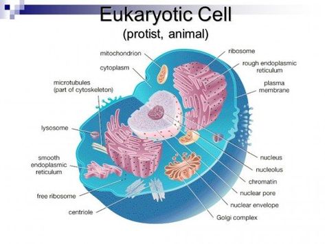 This diagram shows what a typical eukaryotic animal cells looks like. Animal Cell Drawing, Medical Terminology Study, Cell Diagram, Eukaryotic Cell, Cell Model, Animal Cell, Cell Structure, Medical School Essentials, Plant Cell