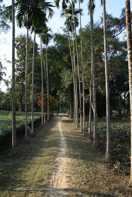 A cup of Assam Tea: Glimpse of Assamese village scene Assamese Culture, India Travel Photography, Traveling Lifestyle, North East India, Organic Restaurant, Assam Tea, Indian Designs, Building Aesthetic, Heavenly Places