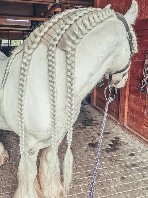 Braided Horse Mane, Braided Horse Tail, Mane Braids For Horses, Horse Main Ideas, Horse Mane Styles, Horse Hairstyles, Horse Braids, Horse Mane Braids, Horse Hair Braiding