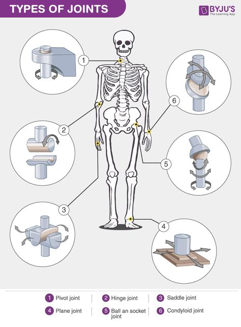 Types of Joints Types Of Joints, Joints Anatomy, Pelvic Bone, Synovial Fluid, Skeletal System, Human Body Anatomy, Body Joints, Structure And Function, Body Fluid