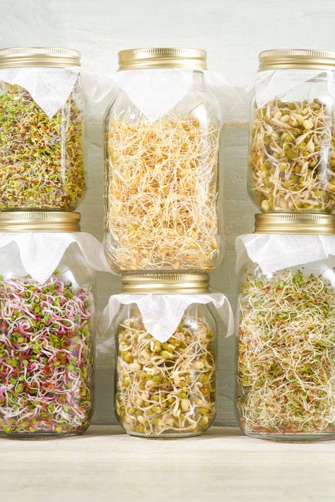 Grow Sprouts, Growing Sprouts, Broccoli Seeds, Alfalfa Sprouts, Broccoli Sprouts, Growing Microgreens, Sprouting Seeds, Bean Seeds, Mung Bean