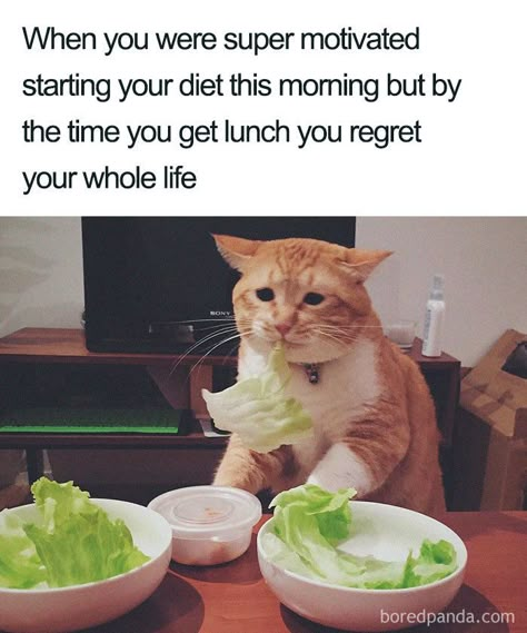 30 Of The Funniest Weight Loss And Diet Memes Weight Lifting Memes, Lifting Memes, Memes Funny Hilarious, Diet Meme, Gatos Cool, Diet Humor, Food Memes, Clean Memes, Gym Memes