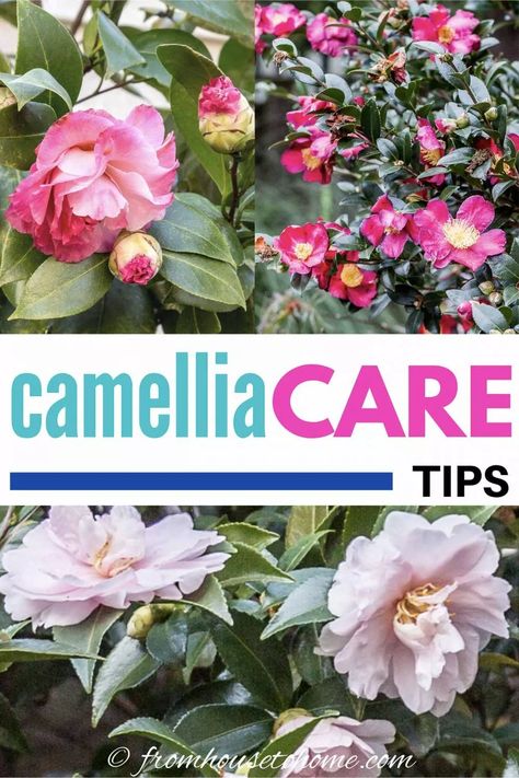 Camellia Garden Design, Camellias In Pots, Camila Flower Tree, Camillia Bush Landscape, Camillia Bush, Camelia Tree, Stewartia Tree, Camellia Bush, Yuletide Camellia