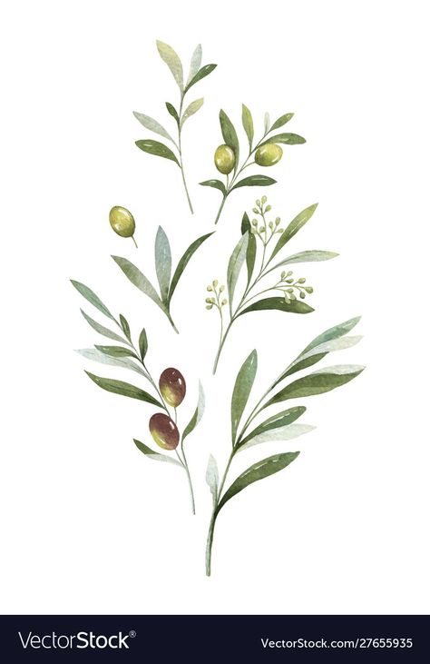 Olive Tattoo, Olive Branch Tattoo, Olive Plant, Watercolor Vector, Branch Tattoo, Branch Vector, Olive Branches, Fotografi Kota, Watercolor Bouquet