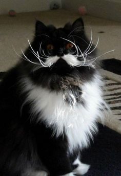 Cat Beard, Cat Wizard, Lol Cats, Mustache Cat, Wizard Cat, Cat Lounge, Cat Wedding, Silly Things, Tuxedo Cat