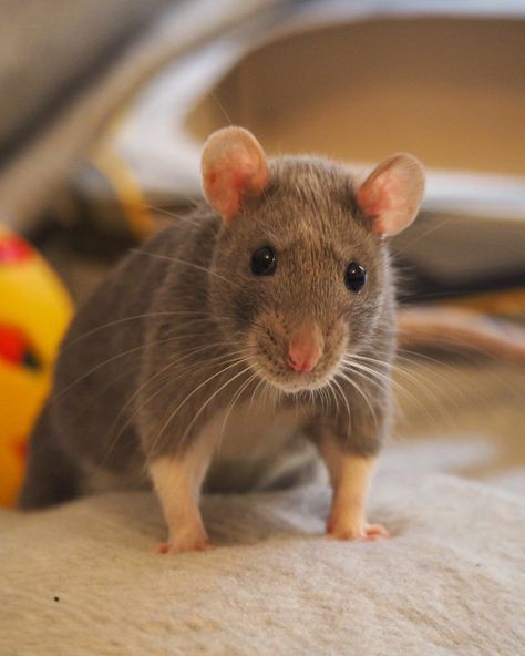 Time To Take In The Weekly Dose Of Cute (#83) - I Can Has Cheezburger? Rattus Rattus, Dumbo Rat, Baby Rats, Funny Rats, Fancy Rat, Söpö Kissa, Cute Rats, Pet Rats, Animal Sketches