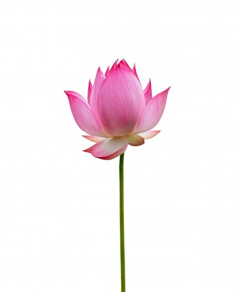 Lotis Flower, Lotus Flower Png, Lotus Image, Lotus Bud, Lotus Flower Pictures, Logo Flower, Flower Tattoo Drawings, Hummingbird Pictures, Lotus Flower Art