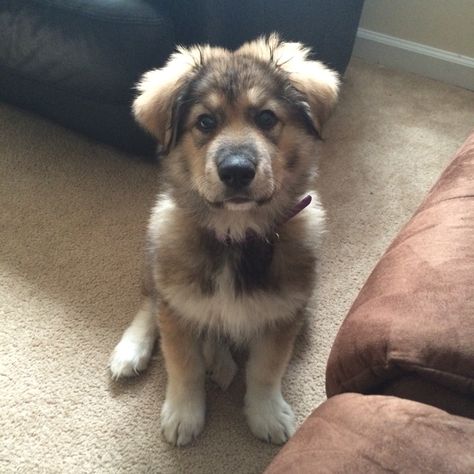 Lanie the Great Pyrenees and German Shepard! Best mix ever! Dog Cat Tattoo, Pyrenees Puppies, Great Pyrenees Puppy, Great Pyrenees Dog, Farm Dogs, Havanese Dogs, Dog Mixes, Puppy Names, Haiwan Peliharaan