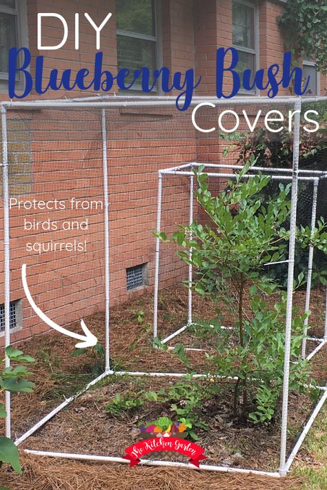 Protect blueberry bushes, tomato plants, or anything else you have growing from birds and squirrels with this easy to assemble covers. Using PVC and wildlife netting, create re-useable covers that will protect your harvest. Growing blueberry bushes | garden | fruit trees | fruit bushes | backyard | container garden How To Protect Blueberry Bushes, Protecting Blueberry Bushes, Fruit Tree Covers, Garden Protection From Birds, How To Protect Blueberries From Birds, Protect Blueberry Bushes From Birds, Blueberry Garden Design, Protecting Blueberries From Birds, Blueberry Bushes Growing