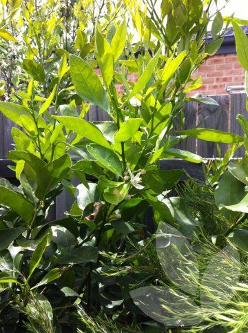 Citrus aurantifolia 'Tahitian Lime' / Library − Speciality Trees Citrus Aurantifolia, Trees, Fruit, Plants, Beauty