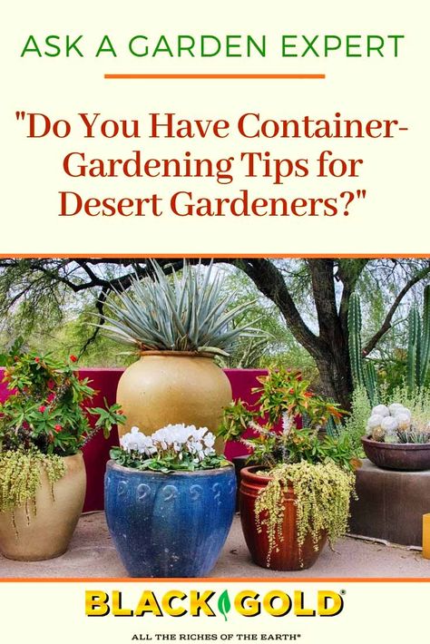 “I live in the Sonoran Desert of Arizona, so I have to garden in containers that can be moved when it gets hot. What is the best thing I can do for plants that are confined in containers in a hot climate like this?” Question from Jacqueline of Casa Grande, Arizona #desert #garden #container #xeric #dry #gardening #potted #plants Garden In Containers, Small Garden Pots, Casa Grande Arizona, Potted Plants Patio, Patio Container Gardening, Container Herb Garden, Arizona Gardening, Garden Container, Potted Plants Outdoor