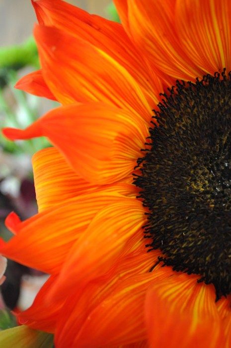 love. Orange Sunflowers, Fleur Orange, Orange You Glad, Color Naranja, Shades Of Orange, Beautiful Blooms, Flower Field, Orange Flowers, Love Flowers