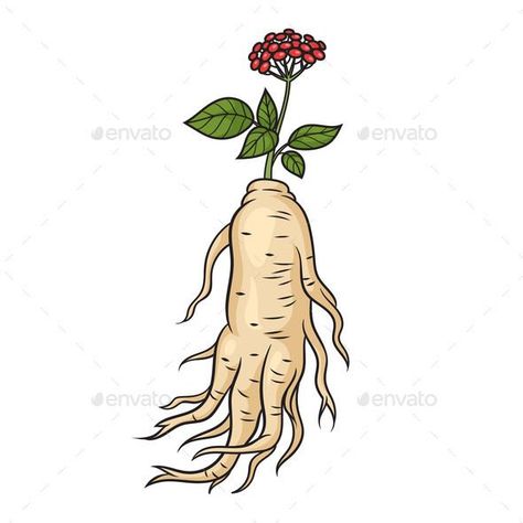 Ginseng Root Panax Medical Herb Plant Science Medical Herbs, Educational Illustration, Ginseng Root, Panax Ginseng, Plant Science, Medical Science, Planting Herbs, Vector Illustration, Herbs