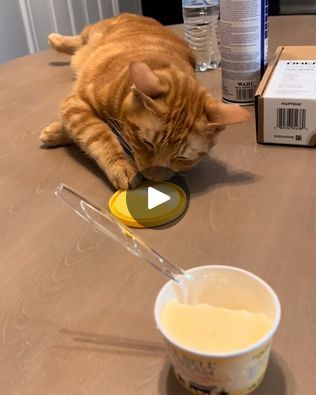 Cat Behaviour, Cat Shedding, Cat Behavior, Orange Cat, His Eyes, I Laughed, Baby Animals, Ice Cream, Orange