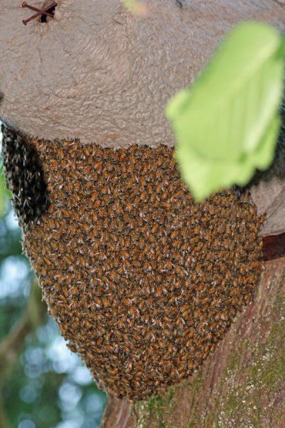 To prevent swarming, you must plan in advance of the bees. © Rusty Burlew. #bees #honeybees #beekeeping Bee Swarm, Egg Laying, All We Know, Just Keep Going, Busy Bee, Bee Keeping, Honey Bee, How Can, Easy Drawings