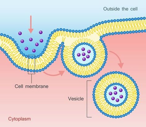 Cell Membrane - The Definitive Guide | Biology Dictionary Animal Cell Drawing, Cell Membrane Transport, Membrane Transport, Cell Anatomy, Anatomy Structure, Information Illustration, Membran Sel, Plasma Membrane, Animal Cell