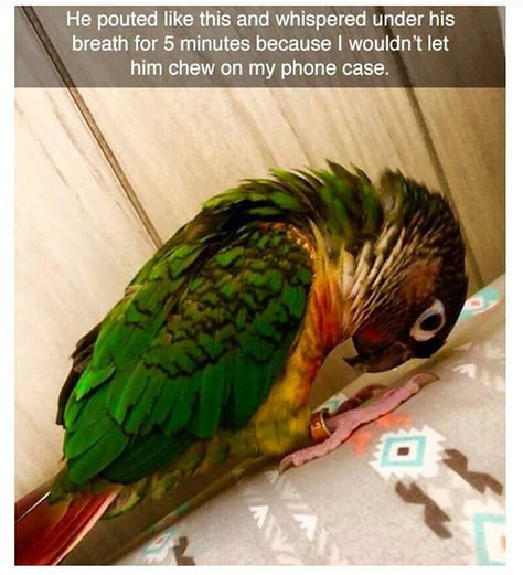 Just 19 Hilarious Bird Memes That Will Make You Fly Photos Funny, Funny Animal Memes, Cane Corso, Cute Animal Pictures, Funny Animal Pictures, Cocker Spaniel, Funny Animal, Animal Lovers, Animal Memes