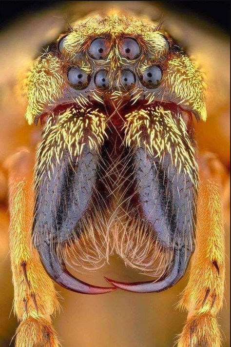 Spider Face, Macro Photography Insects, Monster Movie, Microscopic Photography, Cool Insects, Insect Photography, Cool Bugs, Jumping Spider, Beautiful Bugs