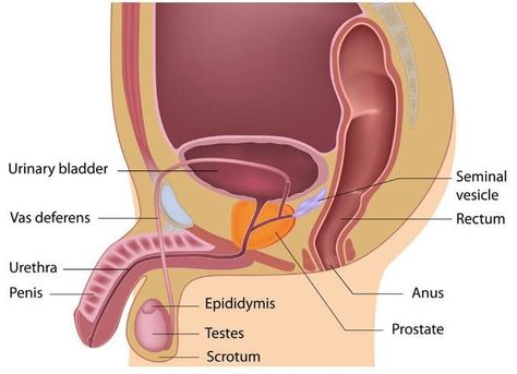 prostate gland diagram Male Reproductive System, Prostate Gland, Prostate Health Men, Health Essentials, Anatomy Medical, Seeking Knowledge, Neet Exam, Frequent Urination, Female Reproductive System