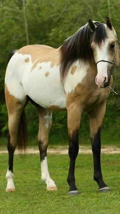 Cheval Pie, Horse Markings, Rare Horses, American Paint Horse, Pinto Horse, Most Beautiful Horses, Majestic Horse, Horses And Dogs, All The Pretty Horses