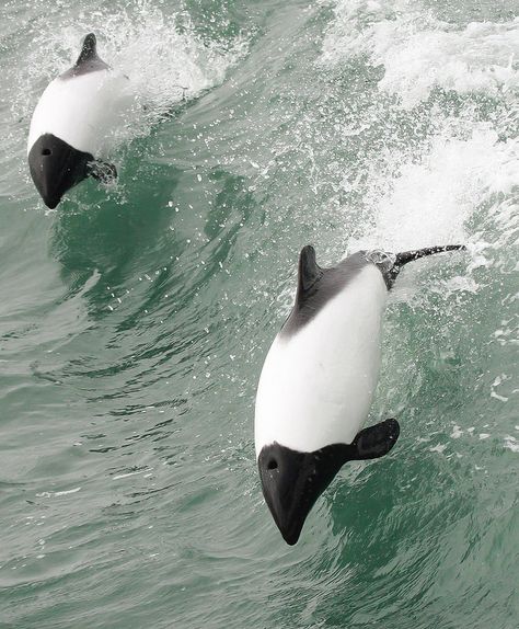 Commerson's dolphin  |  Punta Arenas, Patagonia   |   Feña Fernando Díaz photography          2013 Creature Marine, Fauna Marina, Sea Mammal, Aquatic Creatures, Punta Arenas, Water Animals, Air Terjun, Underwater Life, Deep Ocean