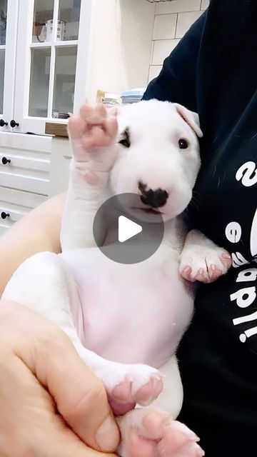 Svitlana Novytska on Instagram: "𝑰 𝒔𝒆𝒆 𝒍𝒐𝒗𝒆 𝒊𝒏 𝒉𝒆𝒓 𝒆𝒚𝒆𝒔😍  Yes it’s true💯 The eyes of this little minibullterrier puppy are filled with love for the world and for people😍  And anyone with a responsive heart will see that💘  Miniature bull terrier 𝑨𝑴𝑶𝑹𝑬 𝑴𝑰𝑶 𝑻𝑬𝑹𝑹𝑨 𝑽𝑰𝑽𝑨 ❤️ 1 month old Our little Princess ❤️" Mini Bull Terriers, Miniature Bull Terrier, Bull Terrier Puppy, Cute Little Puppies, Bull Terriers, Little Puppies, 1 Month, Cuteness Overload, Bull Terrier