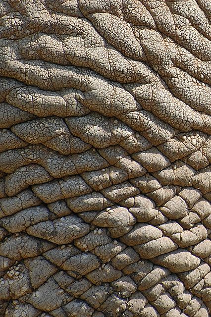 real elephant skin, texture for layer by † David Gunter, via Flickr Elephant Skin, Texture Inspiration, Elephant Love, Animal Skin, Skin Texture, 인물 사진, Surface Textures, Patterns In Nature, Color Textures