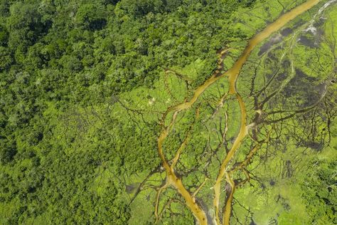 Oil and Gas Threaten Africa's Great Carbon Sink Congo Basin, Carbon Sink, Forest Ecosystem, Community Living, The Rainforest, Tropical Forest, Rural Area, Free Stock Photos Image, Oil And Gas