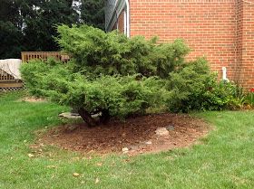 My Life in Retirement: Trimming an Overgrown Juniper Juniper Shrub, Juniper Bush, Cloud Pruning, Landscaping Shrubs, Evergreen Bush, Flowering Bushes, Butchart Gardens, Japanese Landscape, Travel Family