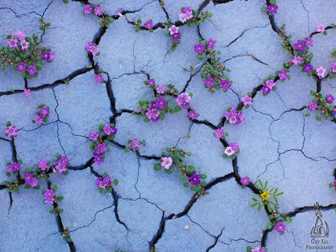 Yo imgur, I heard you like flowers 'n nature 'n shit, so here's the Badlands in bloom. - Album on Imgur Flowers Growing, Desert Flowers, Land Scape, Belle Photo, Never Give Up, Purple Flowers, Colorful Flowers, Mother Nature, Maui