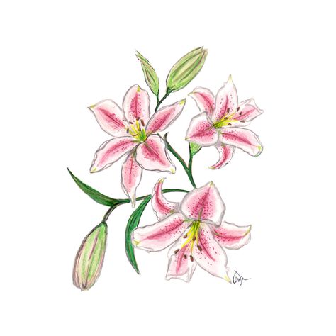 Pink Lilies 15 Flower Bouquet, 15 Bouquet, Lilly Flower Drawing, Kertas Vintage, Lilies Drawing, Lily Painting, Art Mignon, Flower Sketches, Floral Illustration