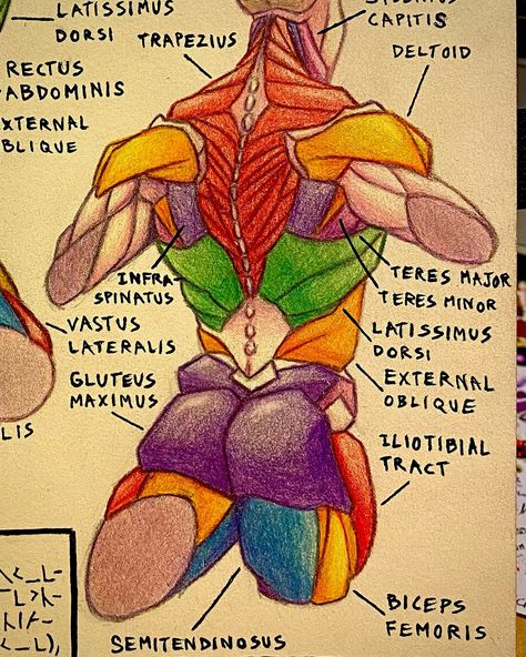 Torso Muscles 💪 TYPE SHI (I copied off of Pinterest, this is more of a study than anything. Only the lettering and composition is original. I am glad with how the colouring turned out tho) #torso #torsomuscles #muscle #muscles #anatomy #anatomyart #anatomystudy #skinned #fineart #artist #artwork #design #colouredpencils #colourpencil #typeshi Human Muscles Anatomy, Torso Muscles Anatomy, Muscle Chart Anatomy, Torso Muscles, Muscle Chart, Muscles Anatomy, Type Anatomy, Human Muscle Anatomy, Muscle System