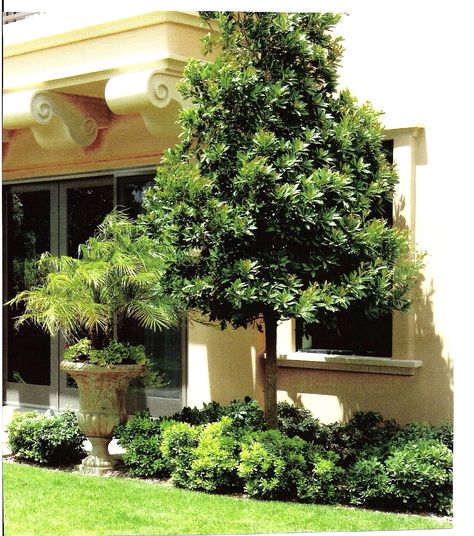 Japanese Blueberry Tree - planted in front of dining room window Japanese Blueberry Tree, Tropical Yard, Blueberry Tree, Tree Gardens, Mediterranean Garden Design, Lighting Design Ideas, Orchard Tree, Ferns Garden, Landscape Lighting Design