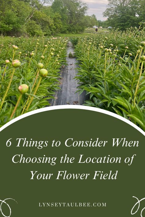 A field of peony plants ready to bloom Pick Your Own Flowers Farms, How To Start A Flower Farm, U Pick Flower Farm, You Pick Flower Farm, Peony Farming, Flower Farm Layout, Flower Farm Design, Peony Farm, Growing Cut Flowers