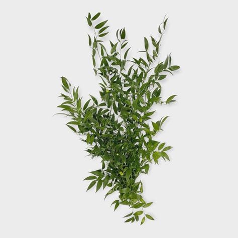 <p> Soft Ruscus is a long, trailing foliage with multiple small pointed leaves. Ideal for making garlands & decorating venues. Wholesaled per single bunch. (Approx. 2/4 stems per bunch).</p> Soft Ruscus, Leatherleaf Fern, Uk Pictures, Trailing Flowers, Italian Ruscus, Flower Guide, Lily Flowers, Florist Supplies, Flowers Delivered