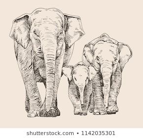 Hand drawn sketch of elephant family walking, front view Three Elephants Drawing, Sketch Of Elephant, Walking Front View, Elephant Family Drawing, Sketch Elephant, Elephant Family Art, Tattoos Elephant, Elephant Family Tattoo, Elephant Sketch