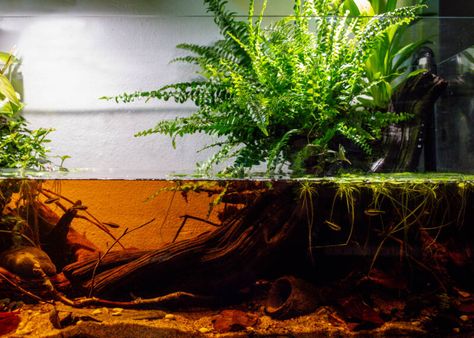 Blackwater Aquarium, Axolotl Tank, Biotope Aquarium, Aqua Tank, Aquascape Design, Betta Tank, Aquascape Aquarium, Aquarium Fish Tank, Black Water