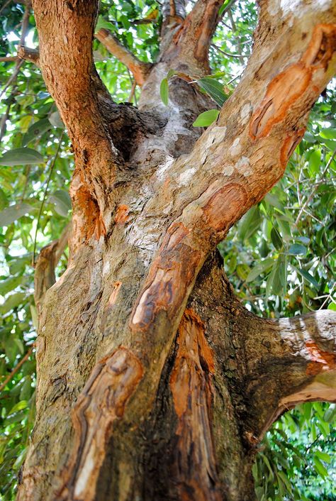 This is How Your Favourite Fruits and Vegetables Grow - Cinnamon | S.O.M.F Dry Tree, Tree Bark, Growing Food, Trees And Shrubs, Growing Vegetables, Beautiful Tree, Fruit Trees, Amazing Nature, Fruits And Vegetables